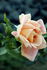 Cristoforo Colombo rose photo