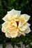 Cristoforo Colombo rose photo