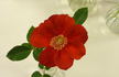 Halo Fire rose photo