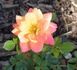 Ferris Wheel rose photo