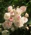 Regierungsrat Rottenberger rose photo