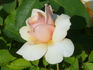Triolet rose photo