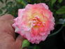 Sweet Vivien rose photo