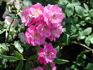 Verdi rose photo
