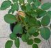 Sonnhalde rose photo