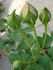 Sonnhalde rose photo