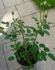 Sonnhalde rose photo