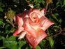 Peach Melba rose photo