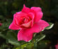 Miss Behavin'™ rose photo