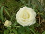 Avalanche+ rose photo