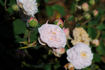 Duchesse de Grammont rose photo