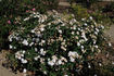 Duchesse de Grammont rose photo