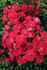 Fairy Queen rose photo