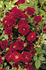 Peter Pan rose photo