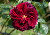 77-07-12 rose photo
