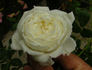Out Of The Night ™ rose photo