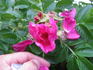Ottawa rose photo