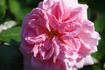 Alderley Park rose photo