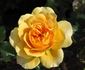 Golden Years rose photo