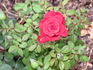 Canadian Northlight rose photo