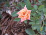 Dusty Rose rose photo