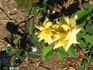 Ebby ™ rose photo