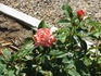 Equinox ™ rose photo