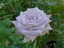 Pacific Blue rose photo