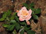 Dusty Rose rose photo