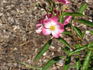 Deutsche Danzing rose photo