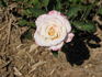 Suffolk rose photo