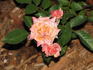 Dusty Rose rose photo