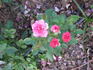 Daddy's Little Girl rose photo