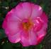 Dolly ® rose photo