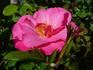 Dolly ® rose photo