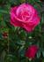 Dolly ® rose photo