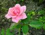 Riverdance rose photo