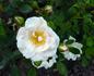 Schneeküsschen® rose photo