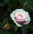 Schneeküsschen® rose photo