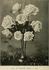 Earl of Warwick rose photo