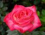 Heartbreaker rose photo