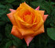 Veldfire rose photo