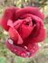 Mrs. Albert Nash rose photo
