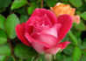Pink Twist rose photo