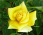Lo rose photo