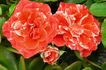 Tiger Tail rose photo