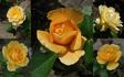 Golden Years rose photo
