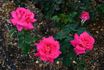 Captain Harry Stebbings rose photo
