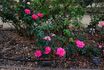 Captain Harry Stebbings rose photo