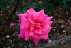 Captain Harry Stebbings rose photo